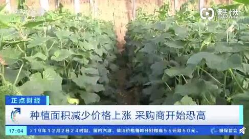 聊城黃瓜最新行情，一根黃瓜如何助力自信與成就之路