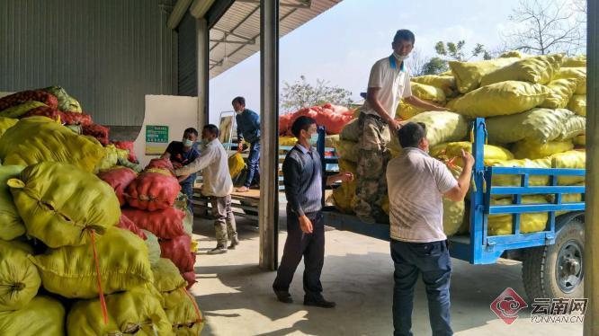盈江土豆行情動(dòng)態(tài)，種植希望，收獲自信與成就