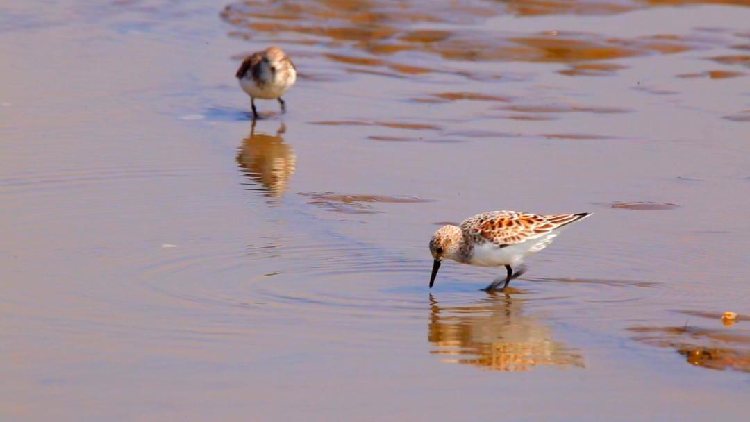 唐山灤南未來藍(lán)圖揭秘，最新規(guī)劃引領(lǐng)城市發(fā)展