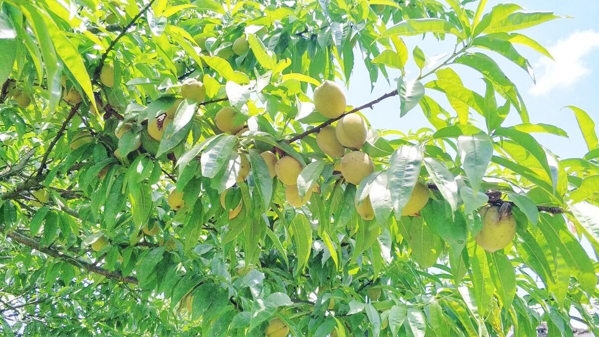 簡(jiǎn)暗最新小說揭秘科技新品，智能生活體驗(yàn)新紀(jì)元