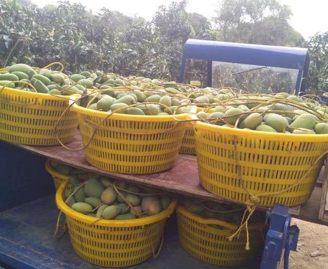 最新芒果品種揭秘，熱帶風味的獨特魅力探索