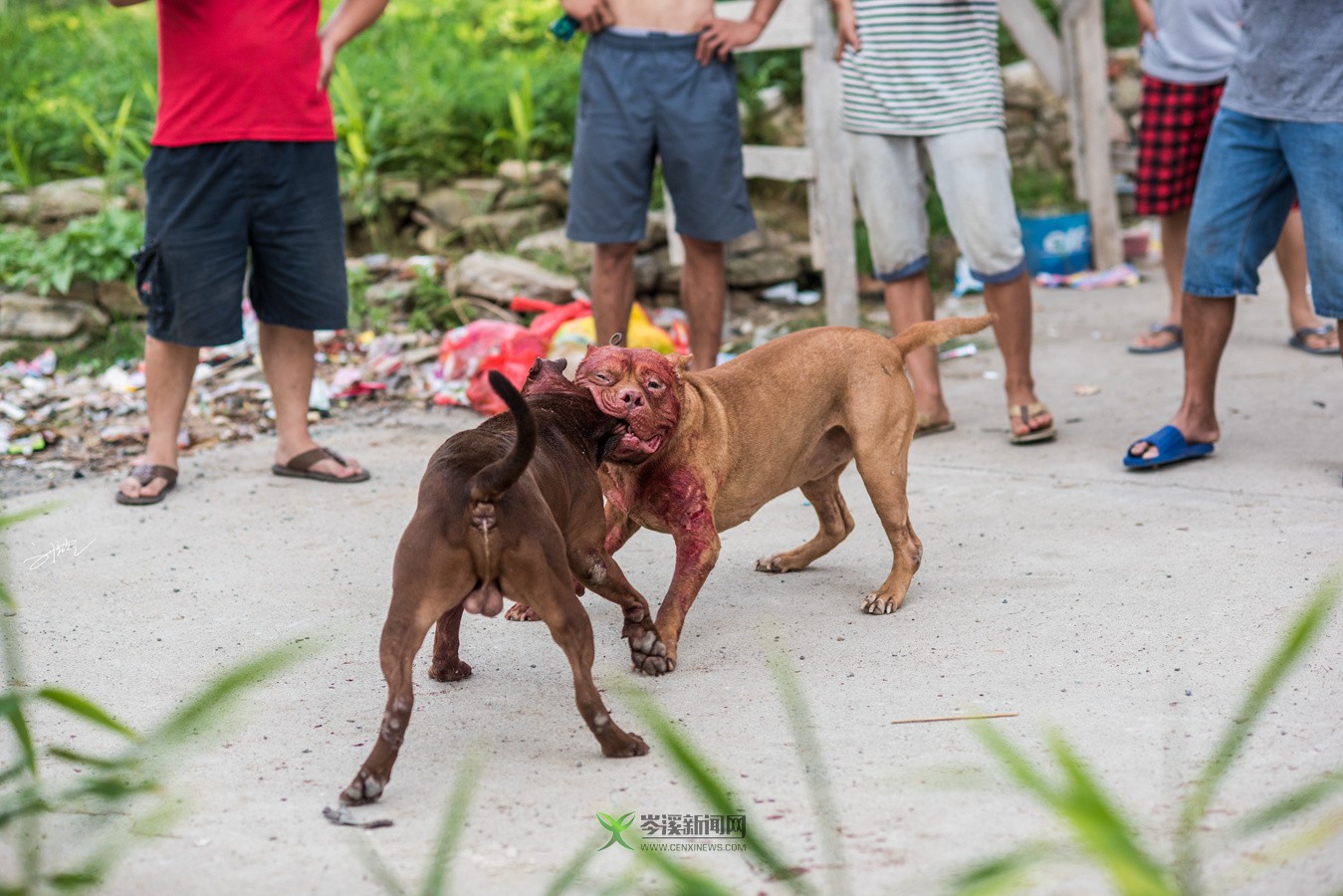 玉林斗狗風(fēng)采，小巷深處的獨(dú)特風(fēng)情展
