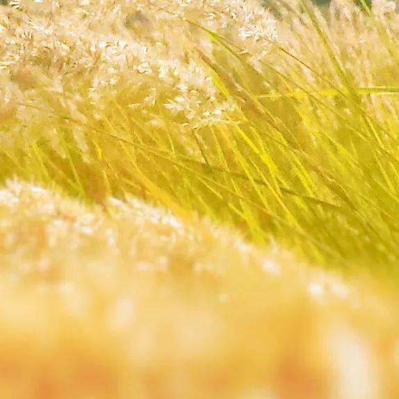 7777788888新澳門正版,實(shí)踐調(diào)查說(shuō)明_OTD27.575語(yǔ)音版