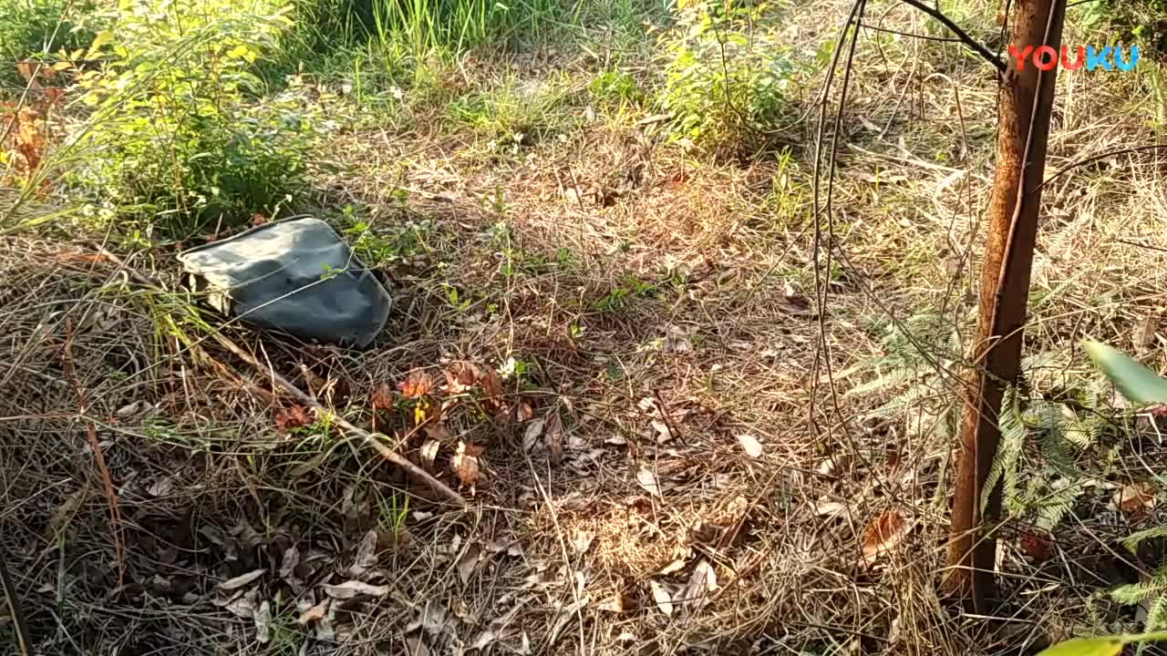 鷓鴣中套最新視頻，領(lǐng)略傳統(tǒng)藝術(shù)魅力的震撼登場(chǎng)！