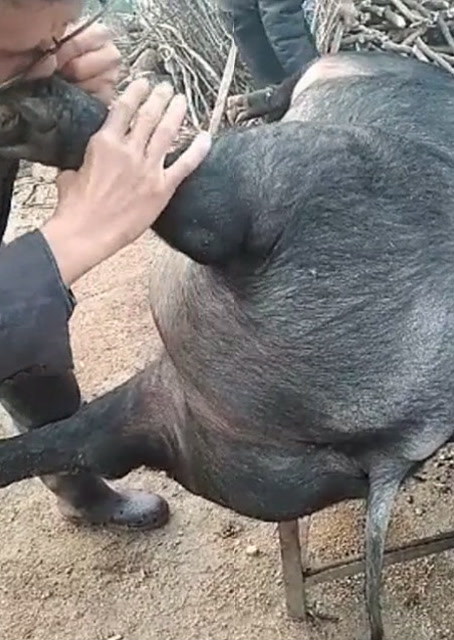 豬圈中的歡樂時刻，最新吹豬視頻集錦