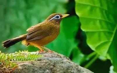 鎮(zhèn)雄房屋最新出售信息，家園變遷與自我成長(zhǎng)的自信成就