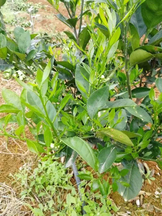 柑橘最新保果技術(shù)，開啟探索之旅，勵(lì)志無(wú)限可能