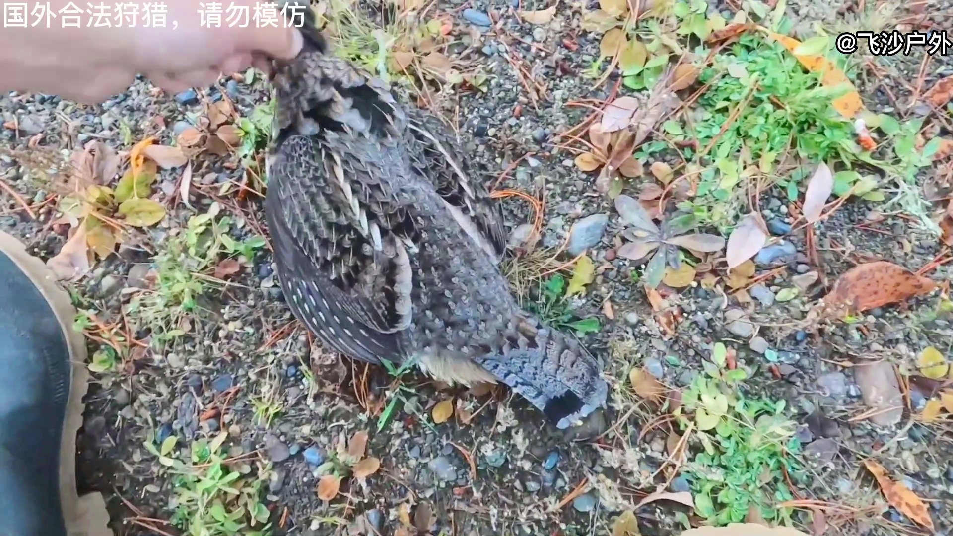 最新國外彈弓圖片集錦，自然美景的探索之旅