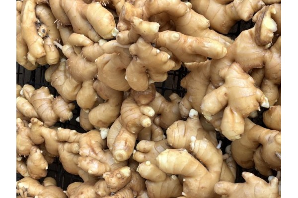 昌邑生姜市場最新價(jià)格指南，全面了解生姜市場行情與價(jià)格動態(tài)