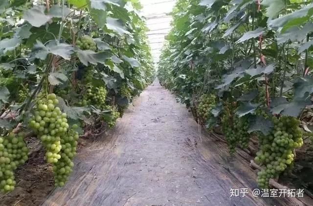 探索自然美景之旅，最新葡萄大棚種植模式揭秘