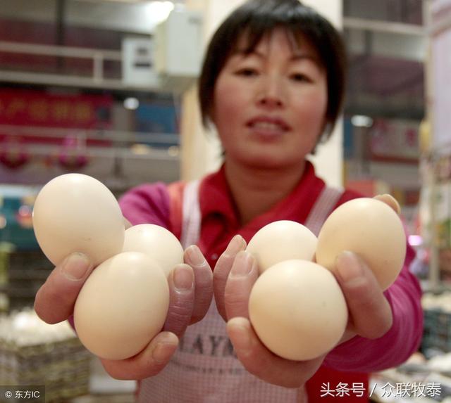 周口雞蛋今日最新價(jià)格，勵(lì)志故事背后的雞蛋價(jià)值探索