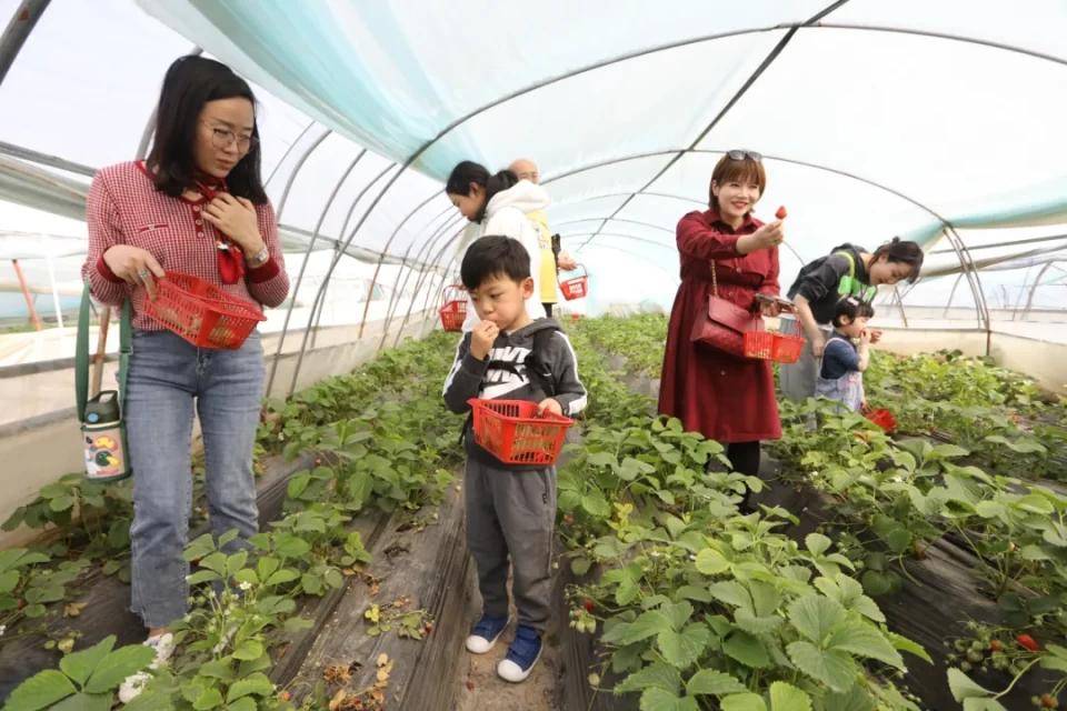 灃西新城馬王發(fā)展雙刃劍效應(yīng)，最新消息與影響分析