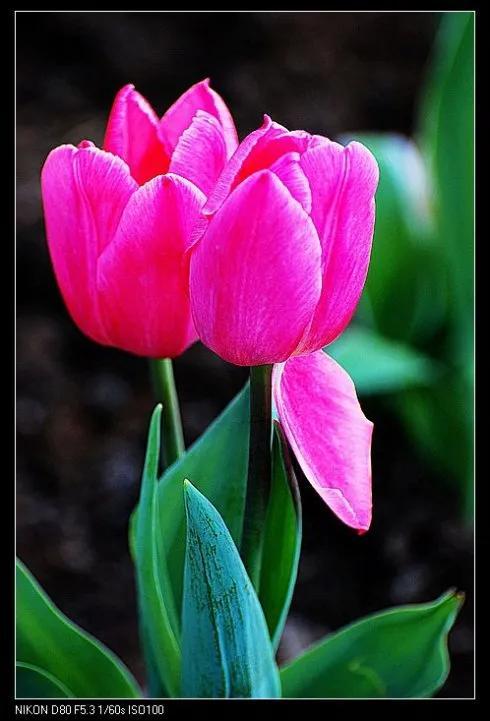 最新郁金香，小巷深處的芬芳馥郁之美