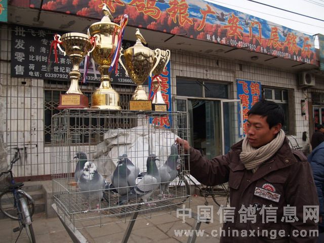 北京鴿市繁榮景象與發(fā)展趨勢揭秘，最新動態(tài)與未來展望