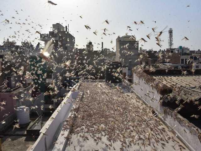 蝗蟲最新動態(tài)，蟲群變化學(xué)習(xí)之旅，自信與成就感的伴隨成長