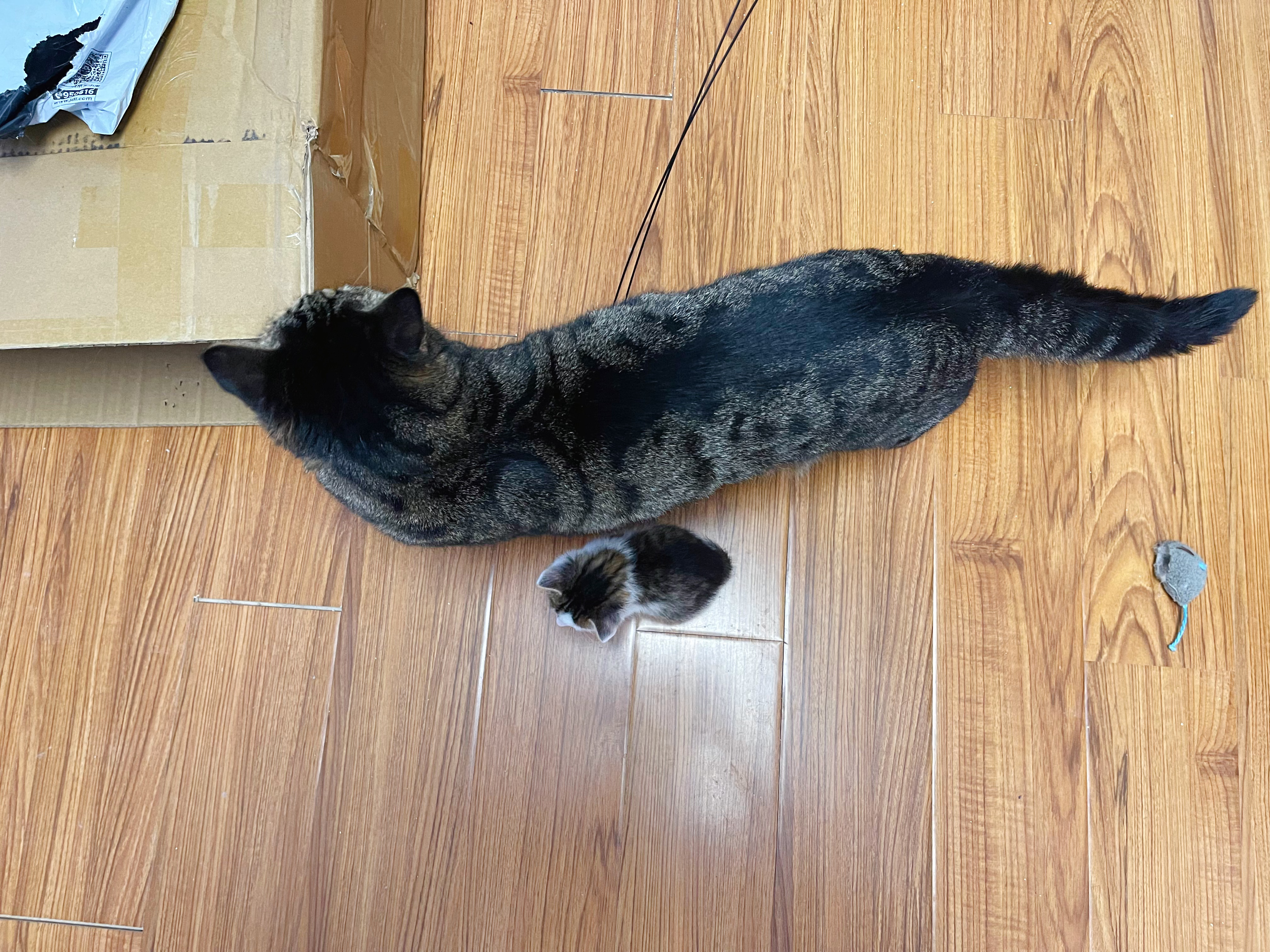 我找大貓，最新探索與影響的魅力