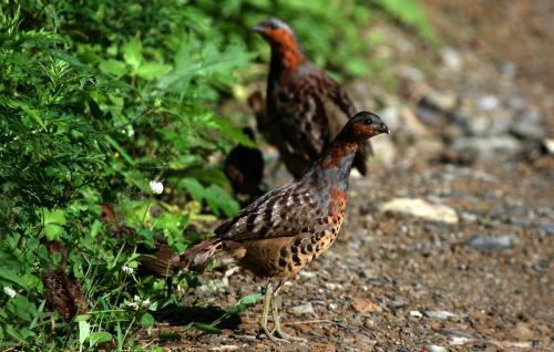 最新竹雞套，傳統(tǒng)與創(chuàng)新的完美融合