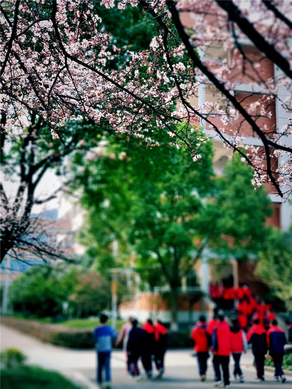 校園風采新照，展現(xiàn)青春風采的照片集錦