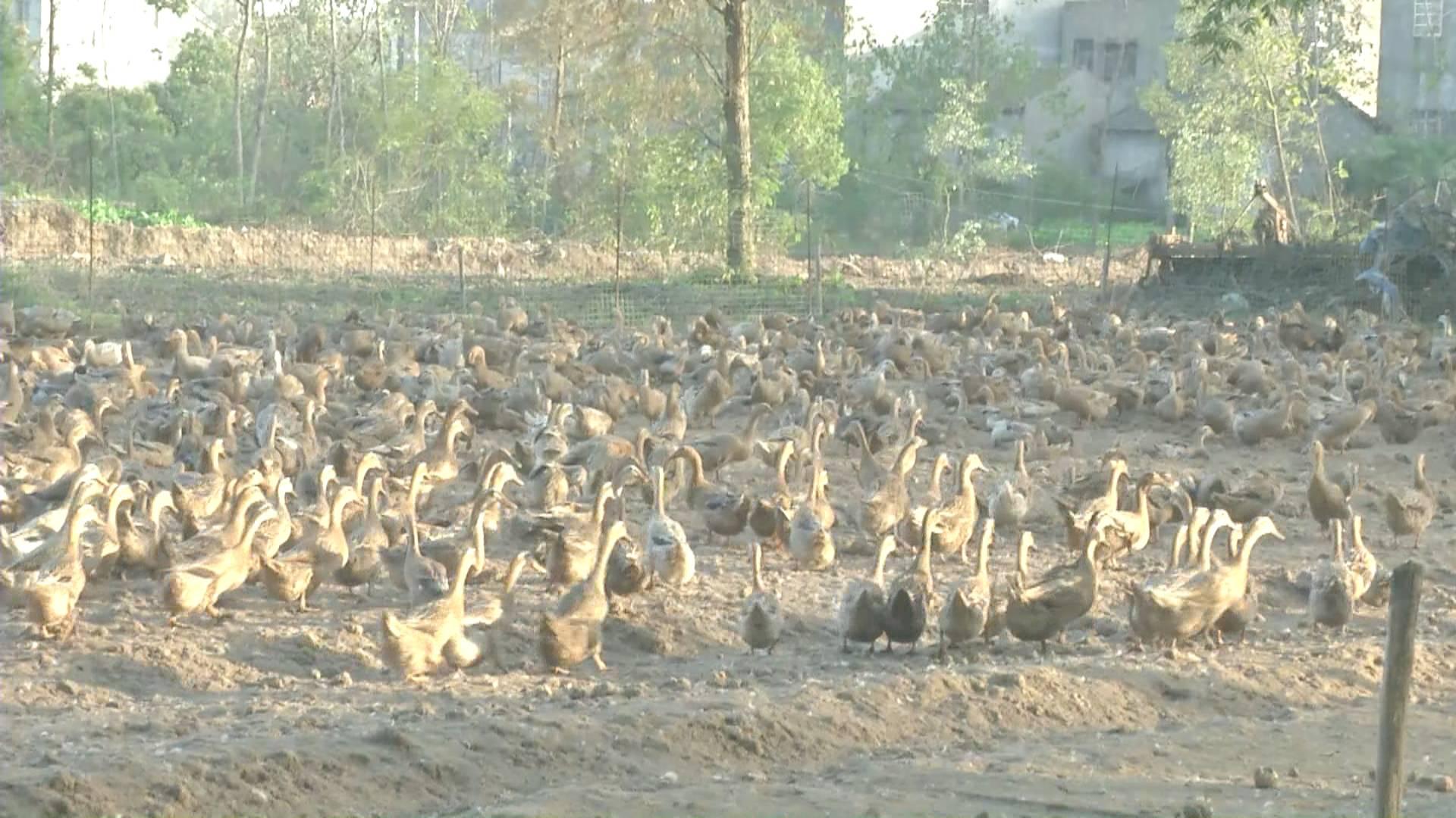 鴨蛋行情網(wǎng)，科技引領(lǐng)鴨蛋市場新時(shí)代