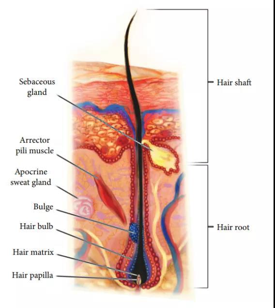 橫紋肌樣瘤最新治療技術(shù)，小巷深處的生命曙光