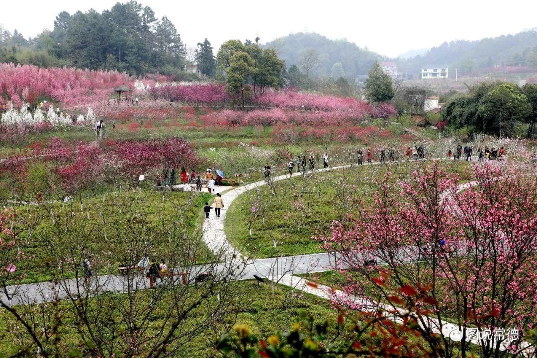 常德最新疫情動態(tài)步驟指南，初學者與進階用戶必讀