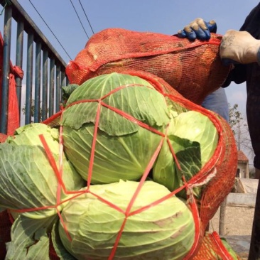 湖北包菜價格動態(tài),湖北包菜價格動態(tài)，一場尋找內(nèi)心平靜的綠色之旅