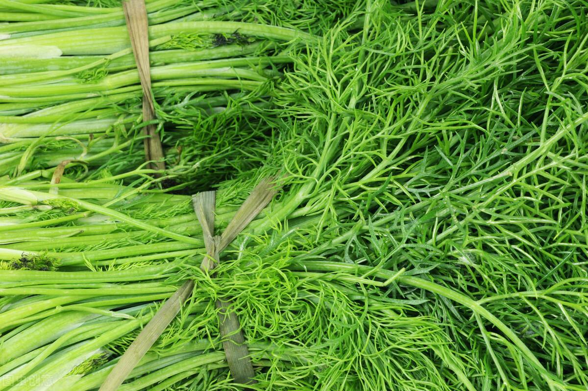 茴香價格動態(tài)，香氣變化與你的關(guān)聯(lián)