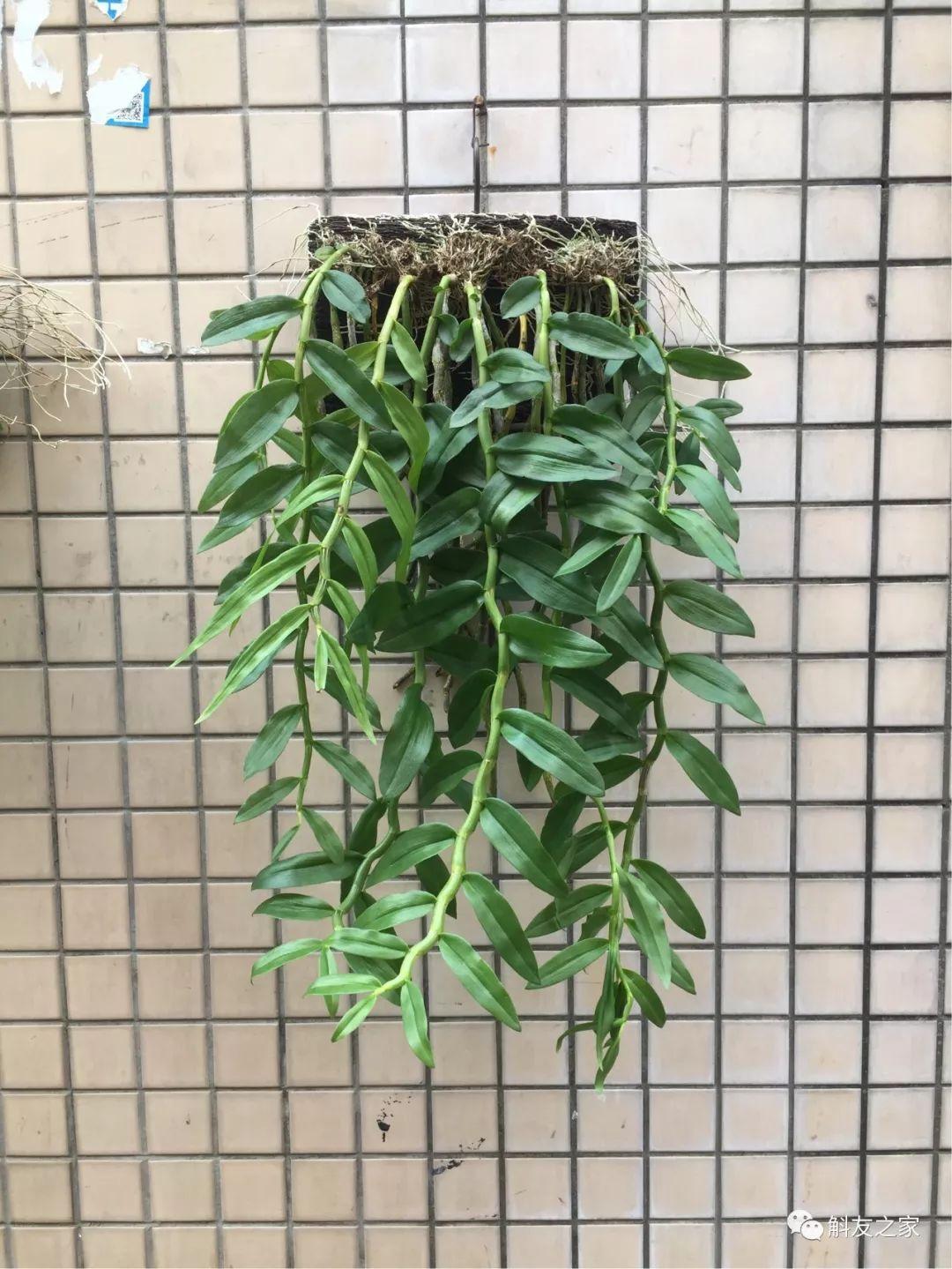 三寧復合肥最新報價及推薦，優(yōu)質(zhì)肥料選擇指南