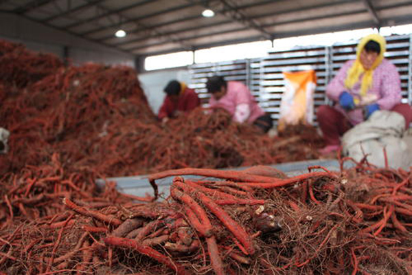 科技賦能下的丹參行情，生活因丹參而多彩