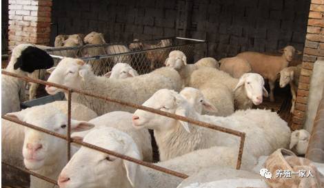 內(nèi)蒙古活羊價(jià)格指南，如何了解與評(píng)估羊只價(jià)值