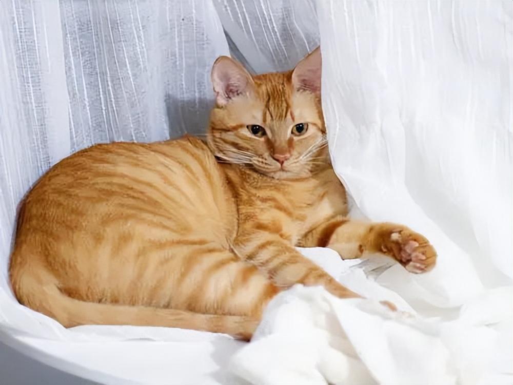 貓品種與價(jià)格，一場自然美景的探尋之旅