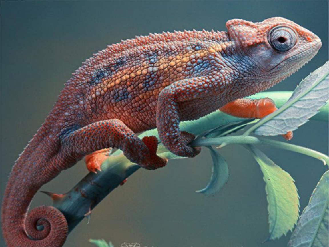 全新版變色龍，小巷中的神秘瑰寶