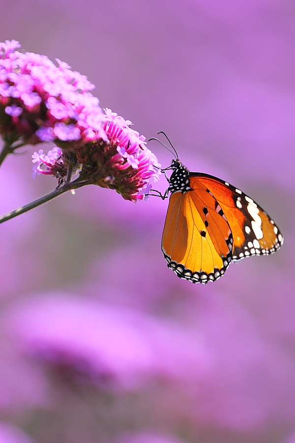 紫蝶舞動(dòng)新篇章，任務(wù)完成與技能學(xué)習(xí)指南