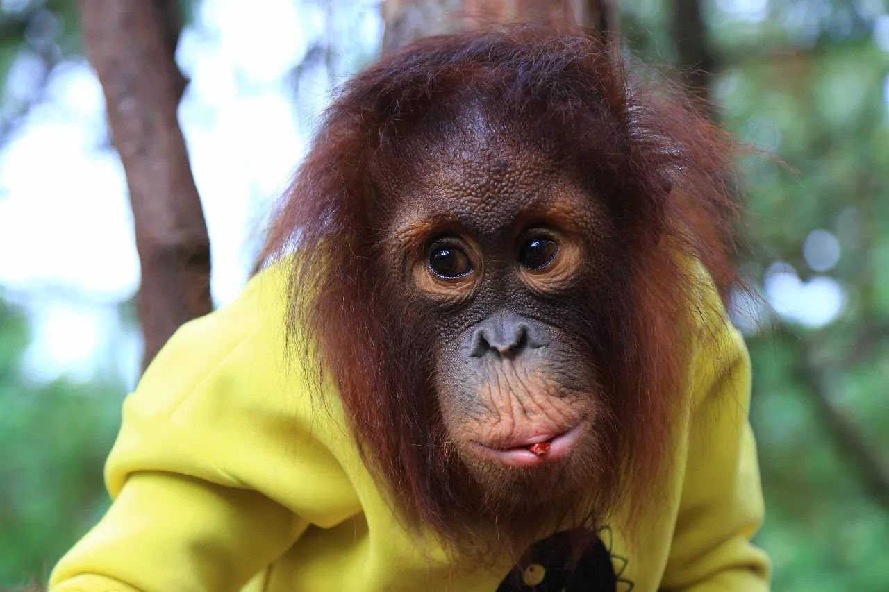 科技重塑人與自然和諧交響，動(dòng)物大明星的交響樂(lè)章