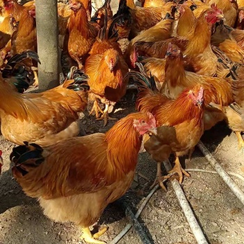 閹雞最新行情，巷弄深處的風(fēng)味秘境探索