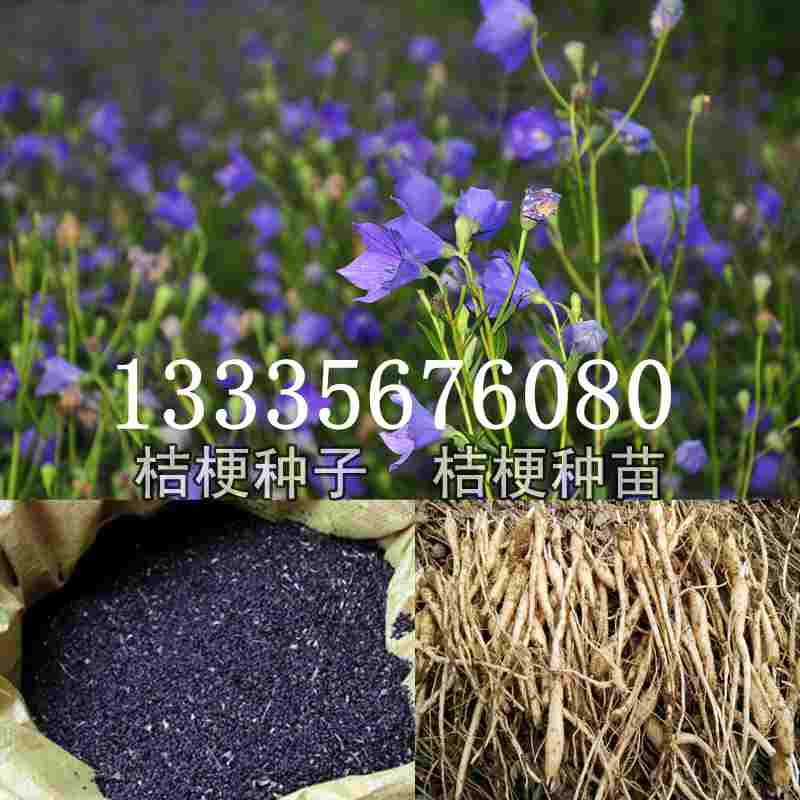 桔梗種子價(jià)格揭秘，成長(zhǎng)旅程與自信綻放之路