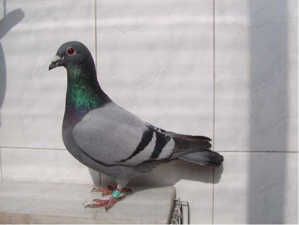 賽鴿定向新進(jìn)展揭秘，小巷中的神秘寶藏探索