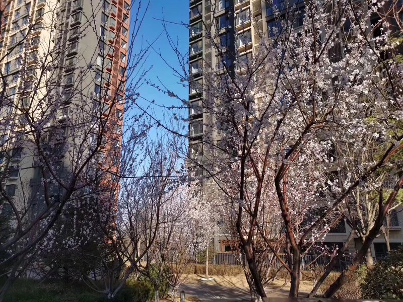 燕郊房價動態(tài)更新，科技引領房產新紀元，最新資訊速遞