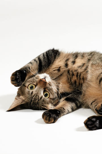 貓咪趣味網(wǎng)頁制作指南與探索