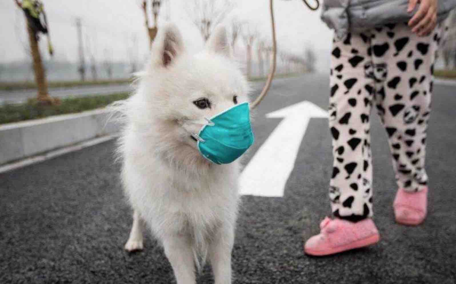 最新疫情下的養(yǎng)狗入門指南與技能學(xué)習(xí)