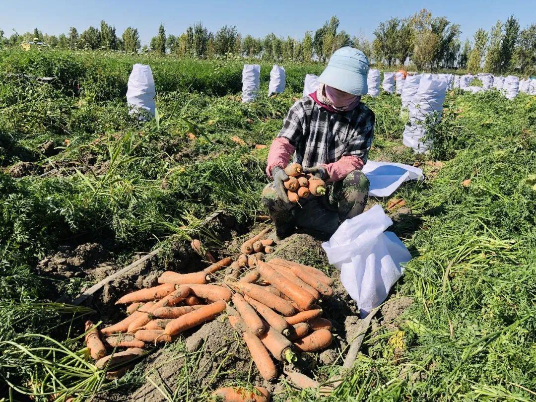 胡蘿卜最新市場價格概覽，最新市場價格指南
