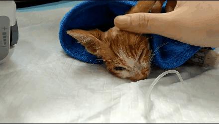 貓球比賽，激發(fā)潛力的勵志之旅