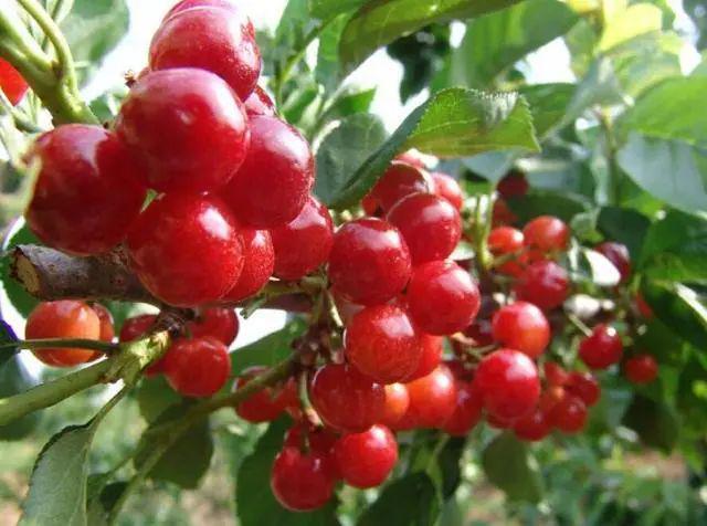 櫻桃產地價格最新動態(tài)更新