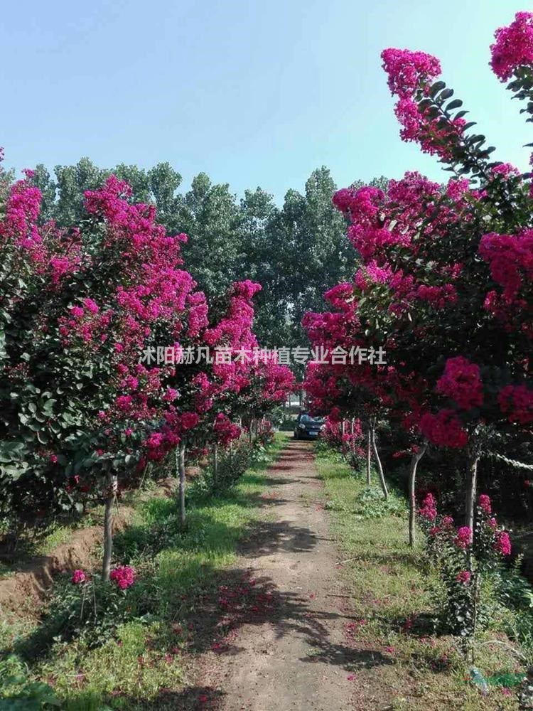 速生紫薇最新報價，開啟自然美景的旅行邀請