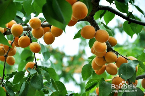 科技之光下的杏樹新品種果實革命介紹