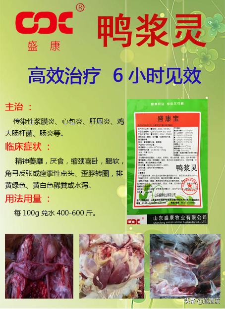 現(xiàn)在鴨苗行情詳解，選購(gòu)、養(yǎng)殖與盈利的全方位指南