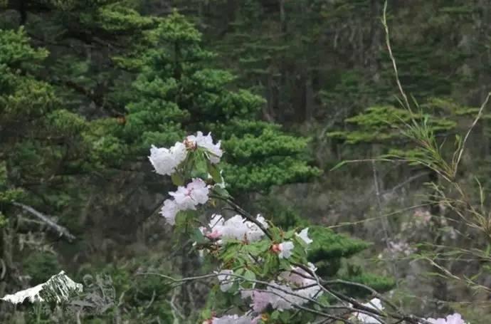雨崩最新美景圖，探索與欣賞的詳細步驟指南，美不勝收！