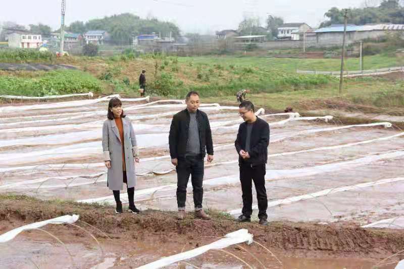 合川土場最新動態(tài)更新，今日最新資訊速遞