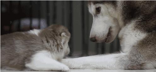 電視劇母子連心，心靈與自然的溫暖之旅