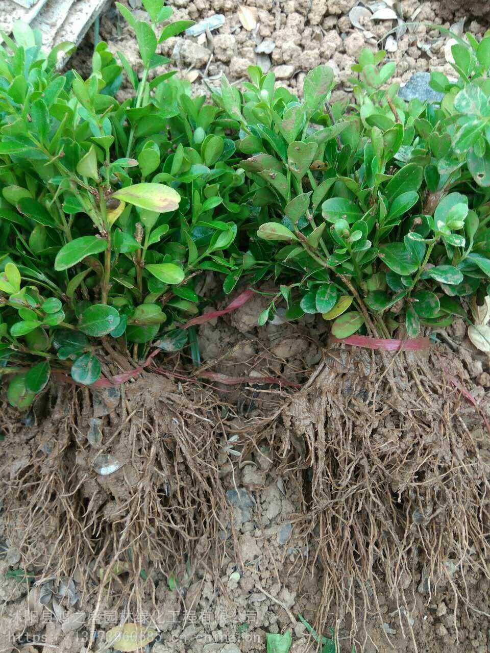 黃楊小苗價(jià)格探尋之旅，自然美景的邂逅與發(fā)現(xiàn)